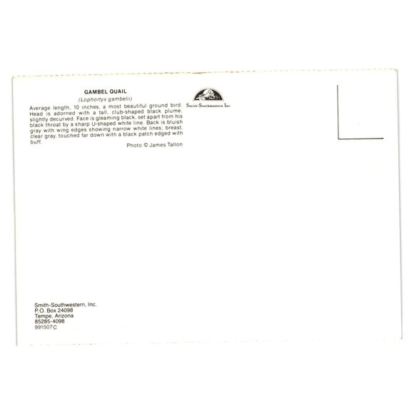 Vintage Gambel Quail Postcard Desert Scene Bird Aviary Zoo Wildlife Southwest - Picture 2 of 2